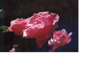 pinkrose2.jpg