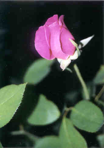 rose.jpg
