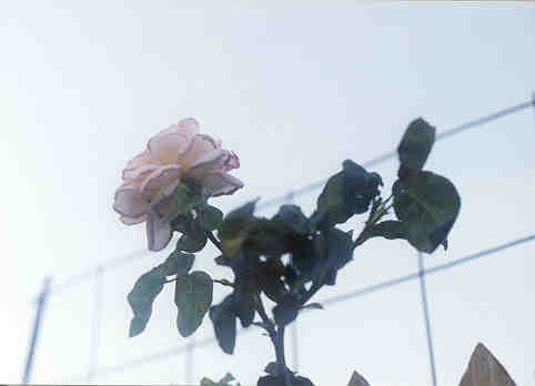 rose2.jpg