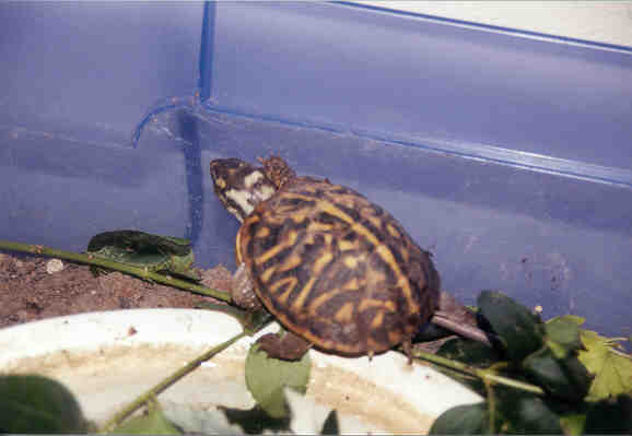 turtle.jpg